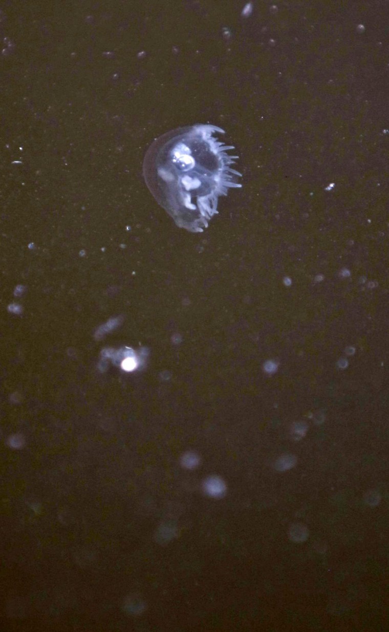 Édesvízi medúzákat fedeztek fel a Sükösdi tõzegtavak egyi