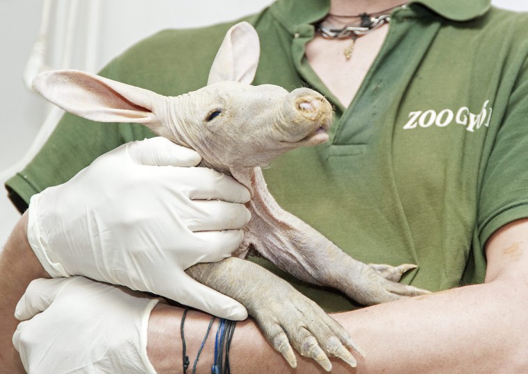 Földimalac született a gyõri állatkertben