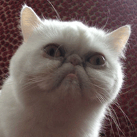 tumblr_static_cat_gif_by_deadly_poetic-d56lrhh