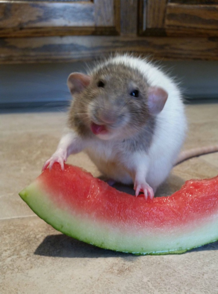 ratmelon