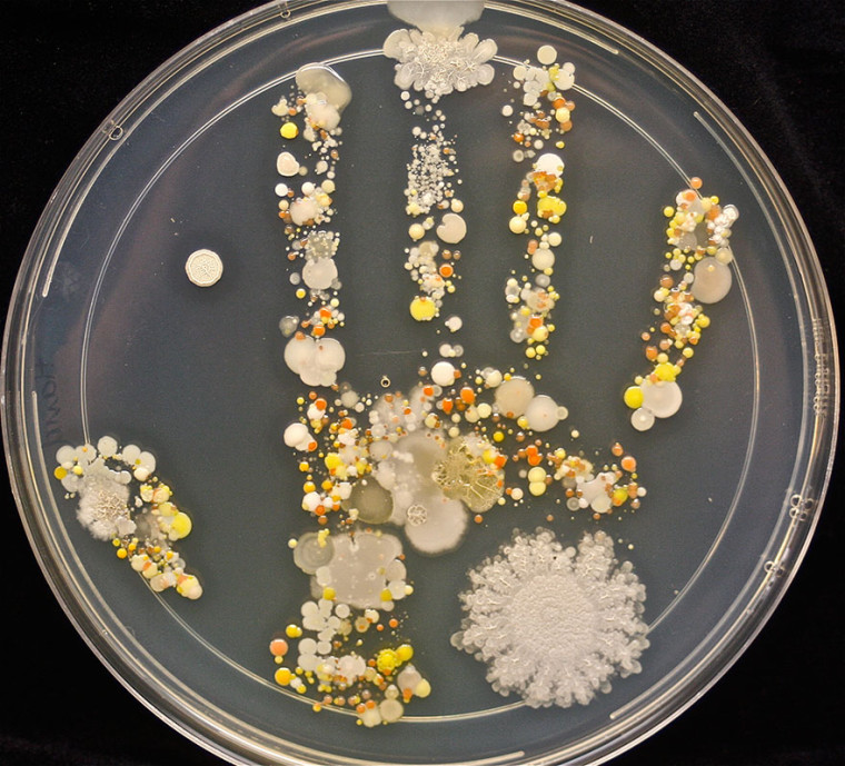 bacteria-petri-dish-microbe-8-year-old-boy-hand-print-tasha-sturm-1