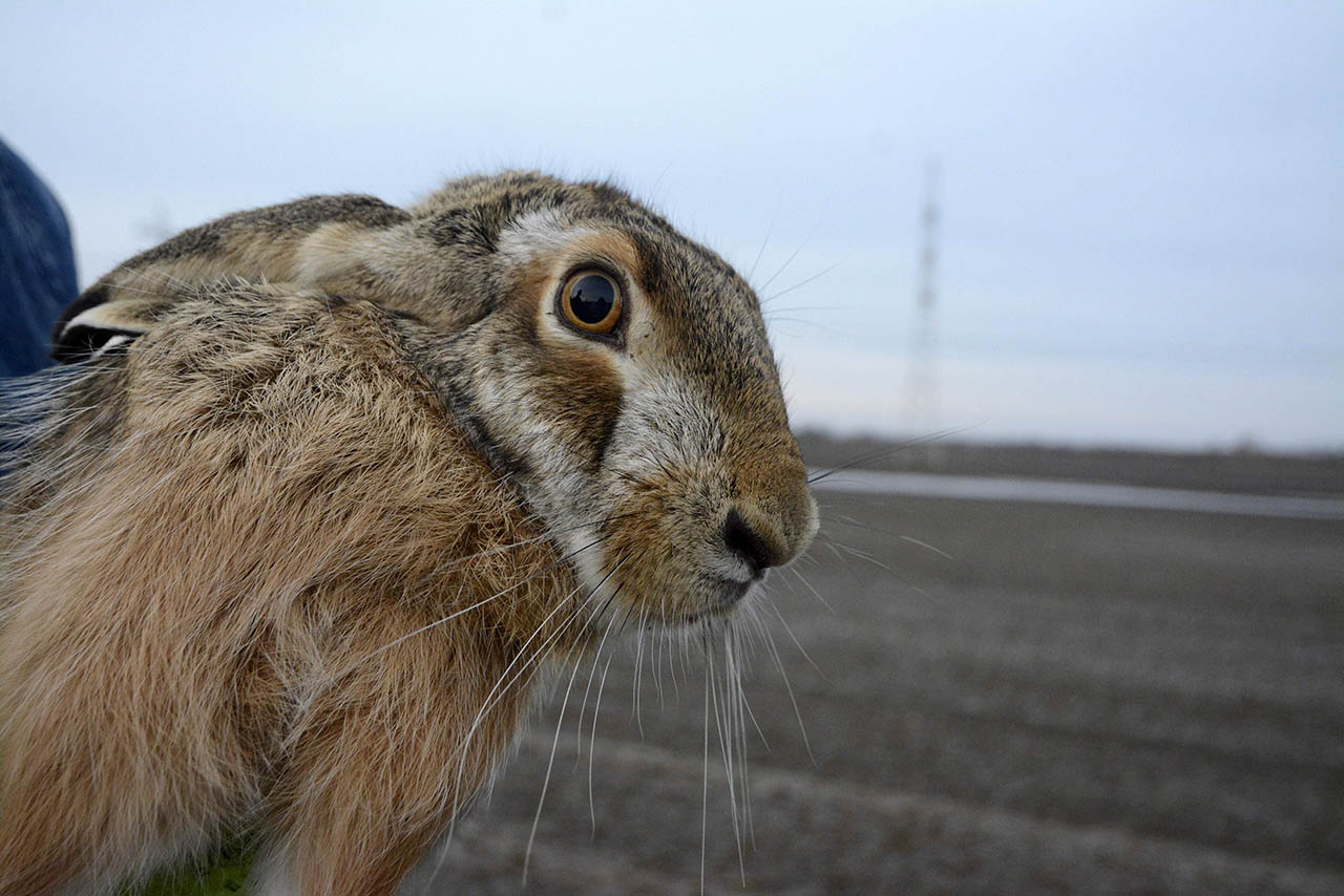 Megkezdődött a vadnyulak befogása